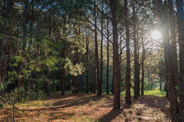 Sunlit pine forest