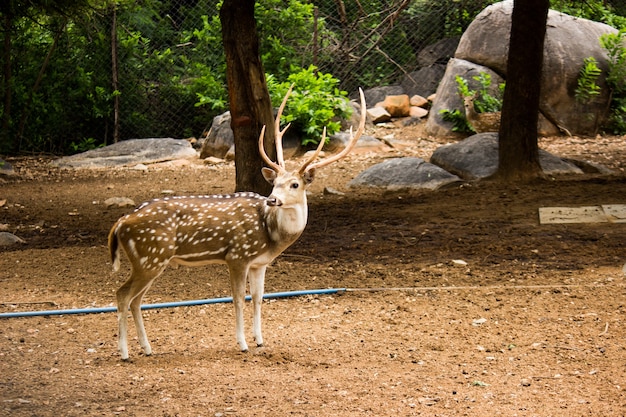 Sunlit red deer cervus elaphus stag with new antlers growing insummer nature