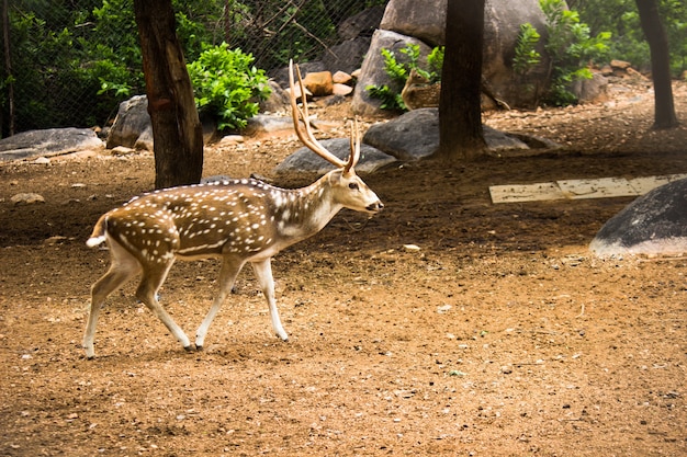 Sunlit red deer cervus elaphus stag with new antlers growing insummer nature