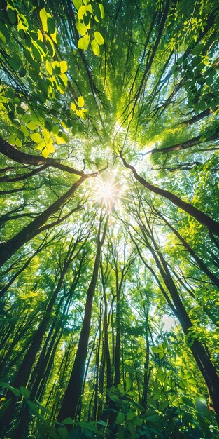 Sunlit Woodland Canopy