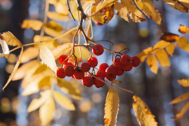 Sunlit yellow leaves and bunches of rowan berries.