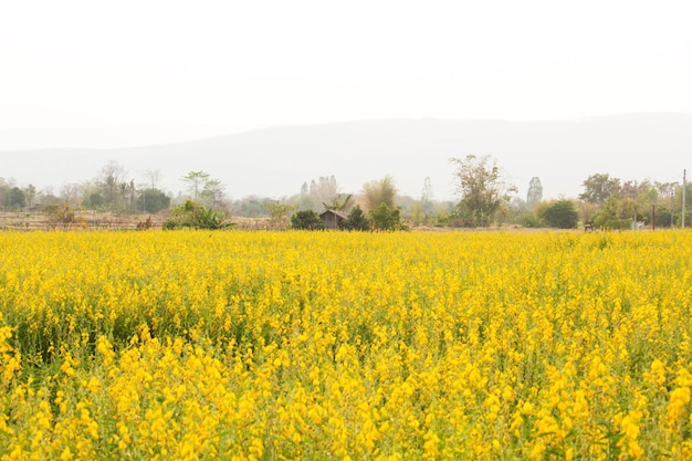 Sunn hemp or Chanvre indien Legume yellow flowers that bloom in a farmer's field