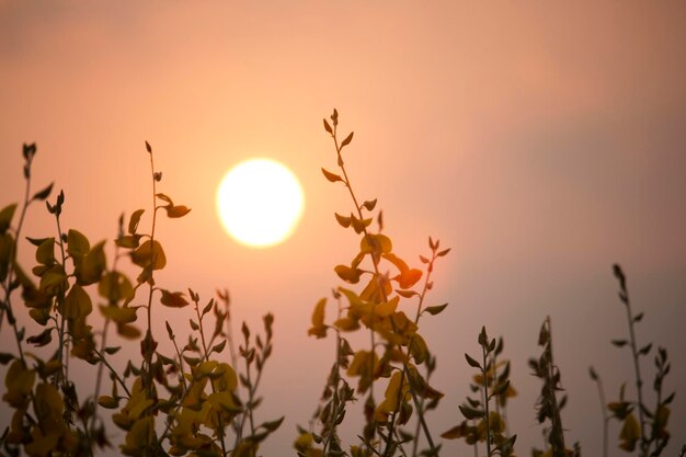 Sunn hemp or Chanvre indien Legume yellow flowers that bloom in a farmer's field