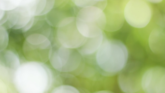 Sunny abstract green nature background Blur park with bokeh light nature garden spring and summer season