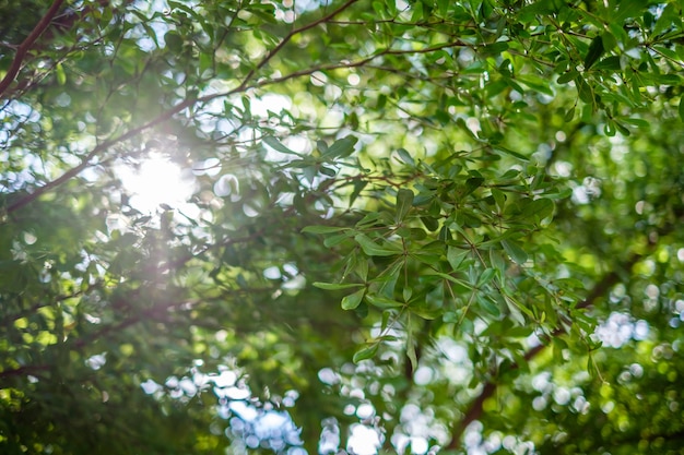 Sunny abstract green nature background, selective focus