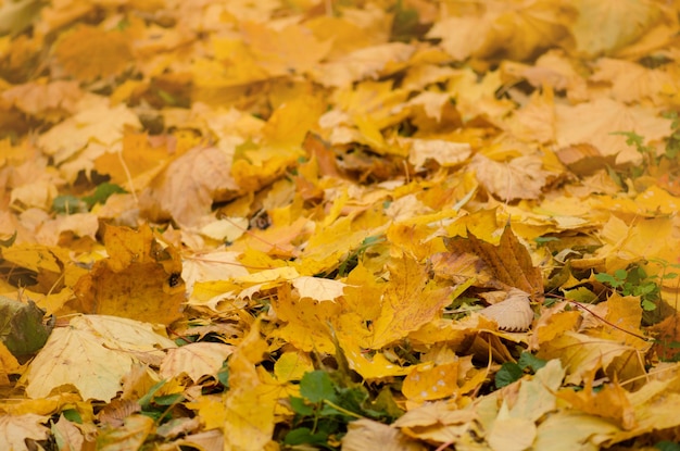 Sunny autumn background Autumn leaf texture Colored falling leafs Autumn leaves lying on the ground