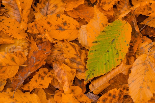 Sunny autumn background Autumn leaf texture Colored falling leafs Autumn leaves lying on the ground