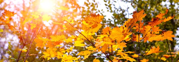 Sunny autumn day in the forest. Autumn maple leaves against the sun, panorama