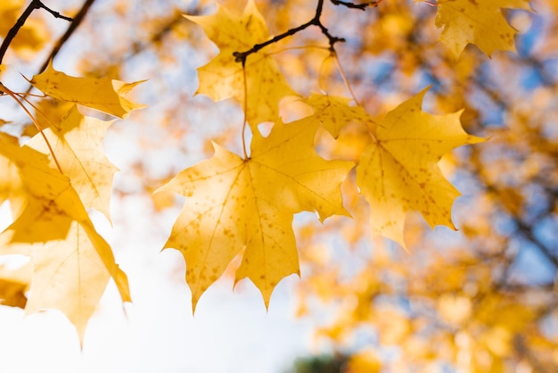 Sunny autumn day in the reflection of a yellow maple leaf on a tree branch