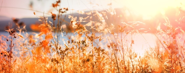 Sunny autumn meadow. Natural background.