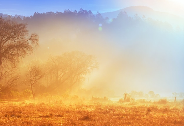 Sunny autumn meadow. Natural background.