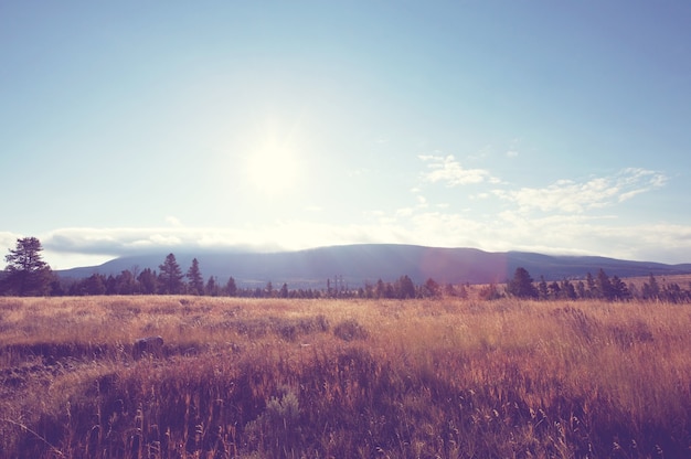 Sunny autumn meadow