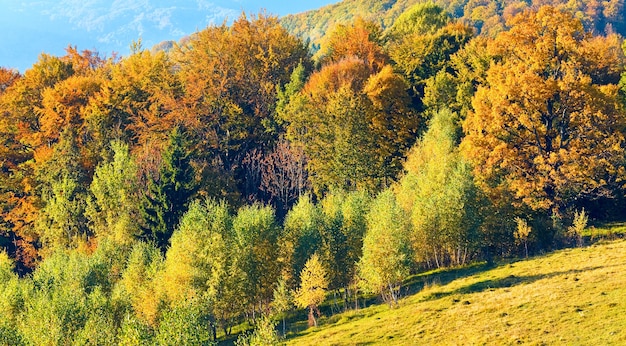 Sunny autumn mountain forest on mountainside(Carpathian, Ukraine)