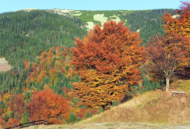 Sunny autumn mountain forest, on mountainside