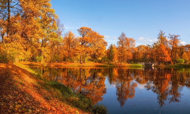 Sunny autumn public park with golden trees over a pond and people walking around. Tsarskoe Selo. Russia.