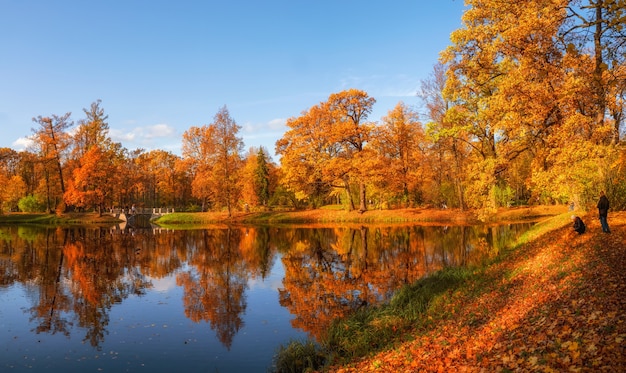 Sunny autumn public park with golden trees over a pond