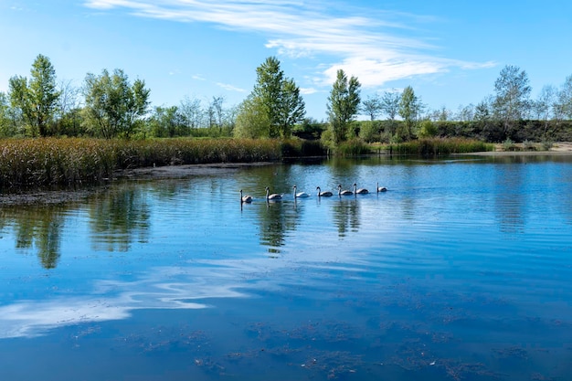 Sunny day on a calm river in summer