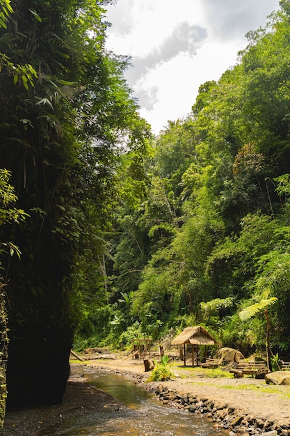 Sunny day. Calm stream dividing jungles on two parts, calm and peaceful place for meditation