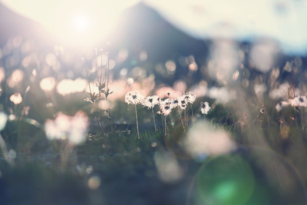 Sunny day on the meadow