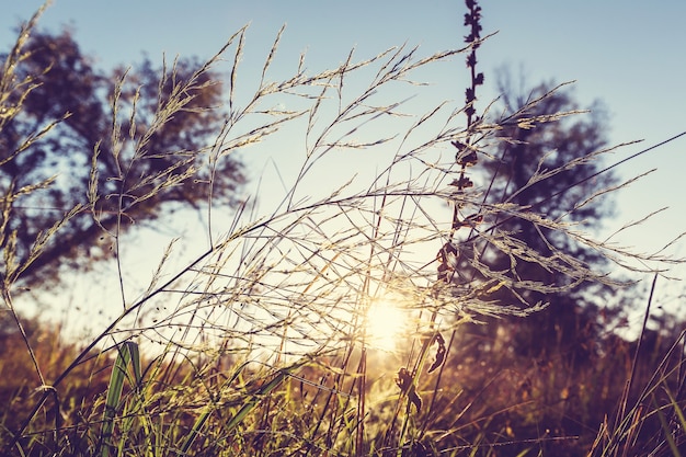 Sunny day on the meadow