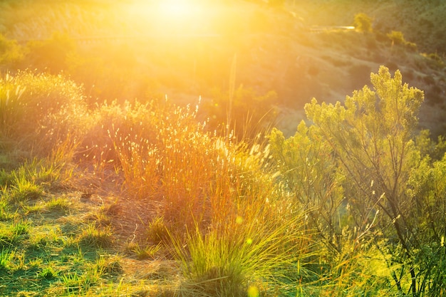 Sunny day on the meadow