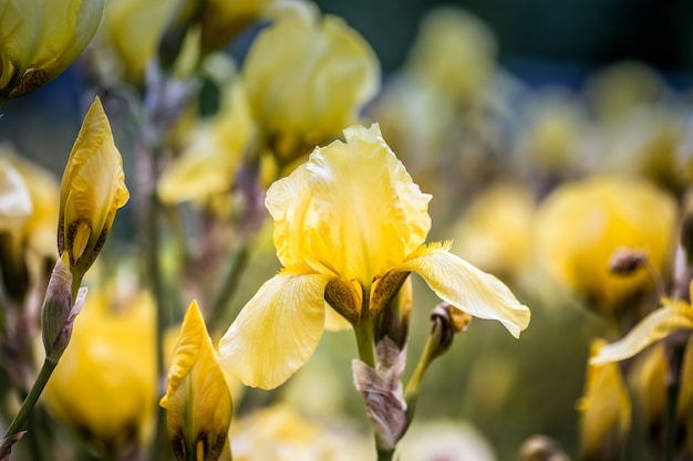 A sunny day in a park a flower of yellow iris on a thin stalk