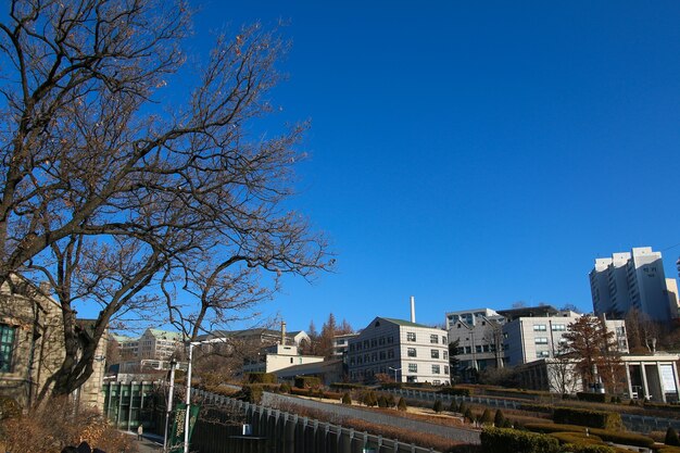 A sunny day in university