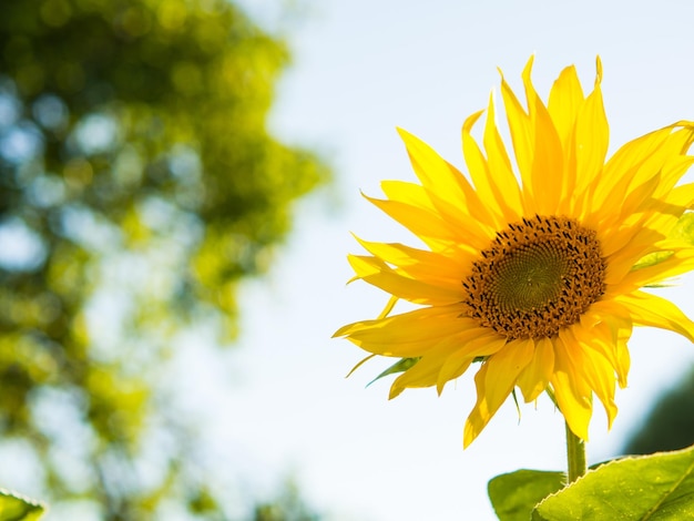 On sunny days sunflowers bloom against the background of the skybeautiful sunflower closeup