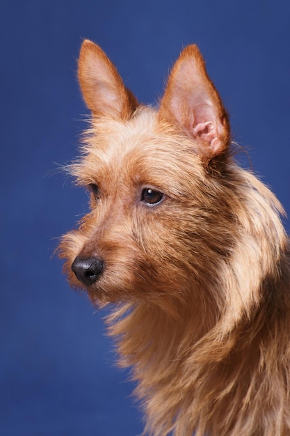 Sunny dog Australian Terrier on a blue background