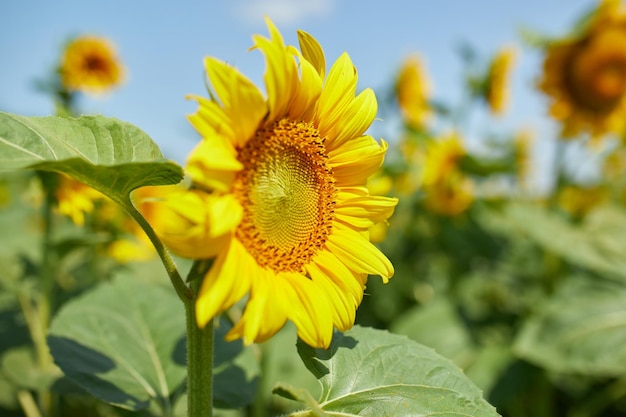 A sunny field of sunflowers in glowing yellow light A bright yellow and fully bloomed sunflower oil natural agriculture