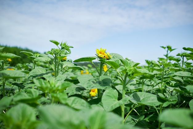 A sunny field of sunflowers in glowing yellow light. A bright yellow and fully bloomed sunflower, oil natural , agriculture