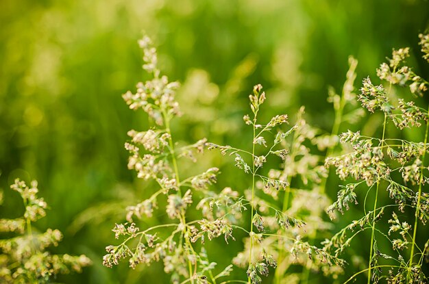 Photo sunny field