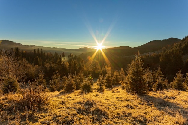 Sunny forest early in the morning Sun breaks through the branches of first forming beautiful rays in the air Grass covered with frost Carpathian Mountains Ukraine