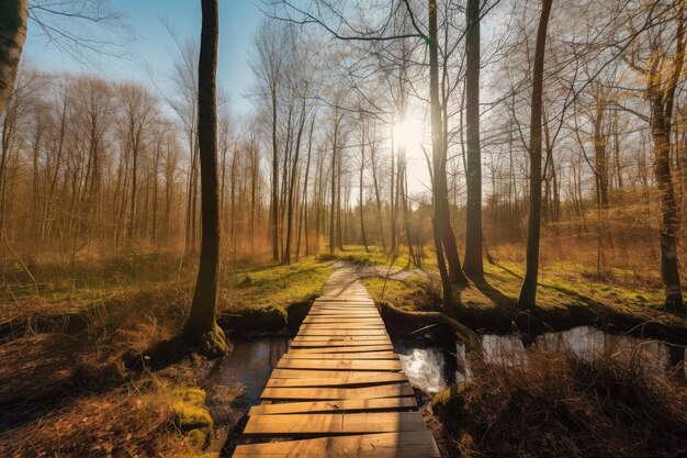 Sunny forest with duckboards path and clear blue sky