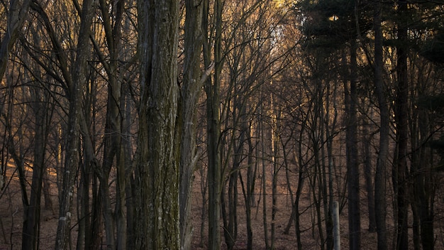 Sunny gray forest background