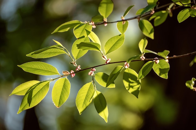 Sunny green leaves