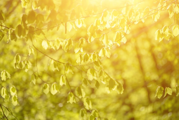 Sunny green leaves