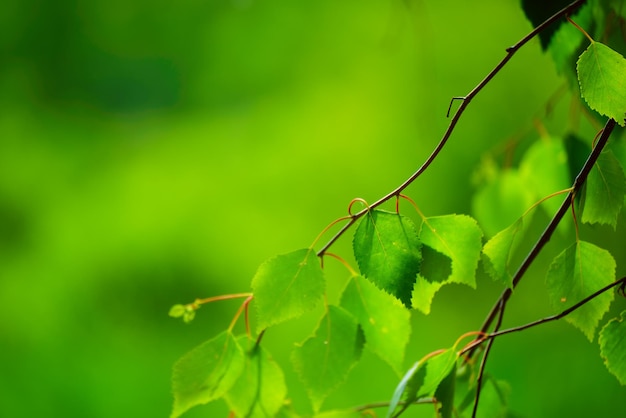 Sunny green leaves