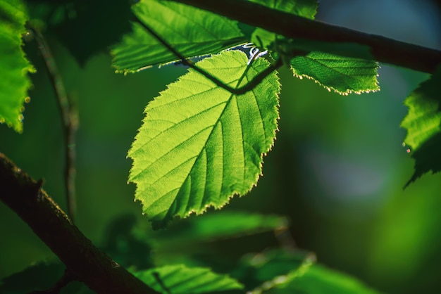 Sunny green leaves