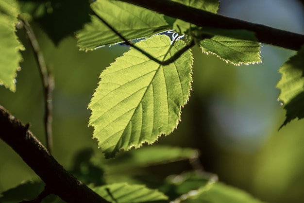 Sunny green leaves