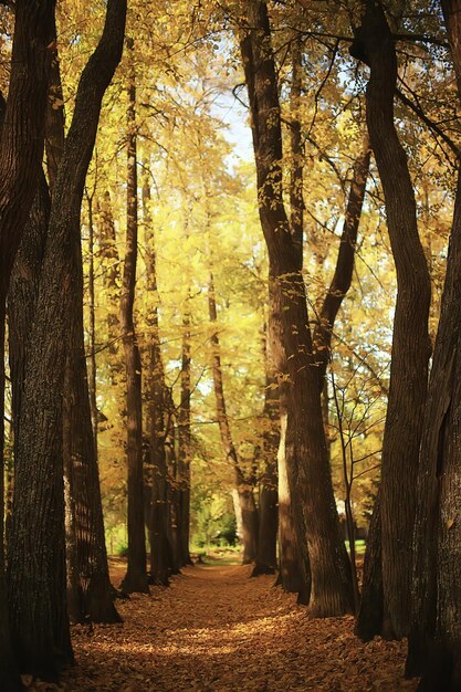 sunny landscape in fall park, autumn season background orange park