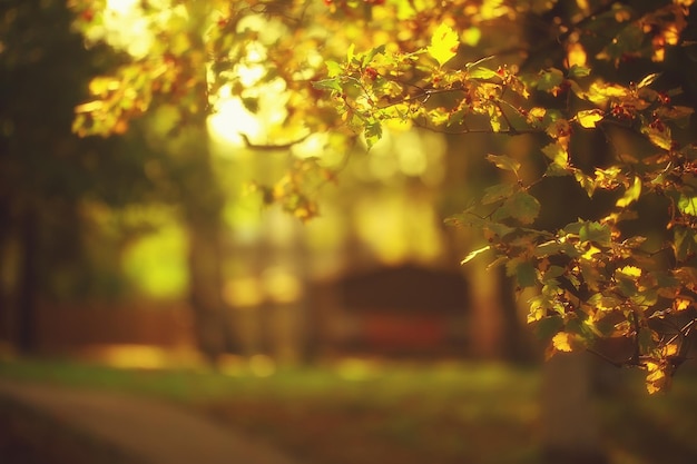 sunny landscape in fall park, autumn season background orange park