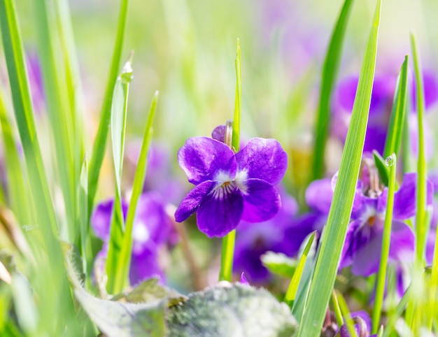 Sunny lawn with wild flowers violets on a spring morning