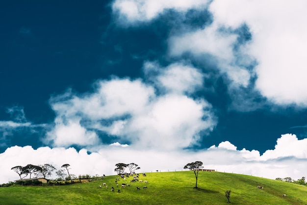 Sunny meadow with cows under a beautiful sky. Cows graze on a green meadow. Cow herd. Agriculture. Dairy farm. Dairy produce. Environmentally friendly product. Farm in Asia. Meadow with green grass