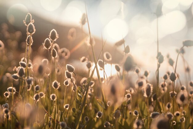 Sunny meadow