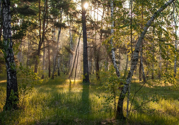 Sunny morning in the forest The sun's rays make their way through the branches of the trees