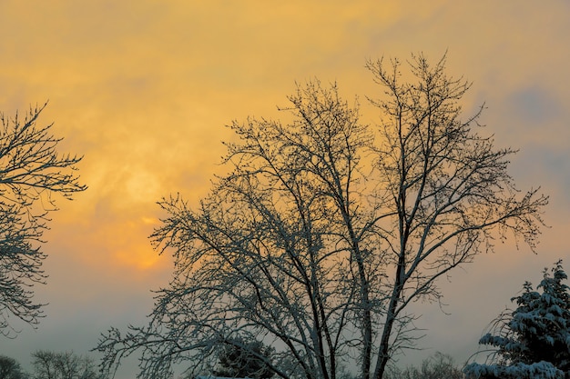 Sunny morning. Sun illuminate snowflakes. Frosty winter backdrop