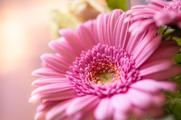 Sunny nature macro. Inspire Gerbera daisy central disc flower head with pink white petals closeup