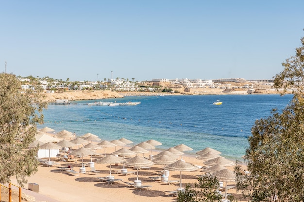 Sunny resort beach with palm tree at the coast shore of Red Sea in Sharm el Sheikh Sinai Egypt Bright sunny light