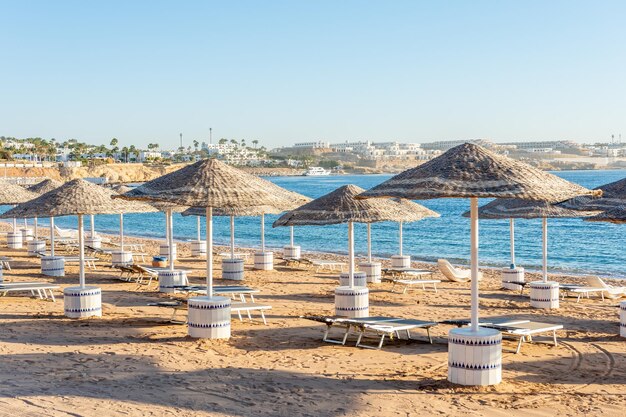 Sunny resort beach with palm tree at the coast shore of Red Sea in Sharm el Sheikh Sinai Egypt Bright sunny light